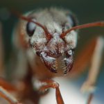 Copying ants could help robots get a better grip [English]